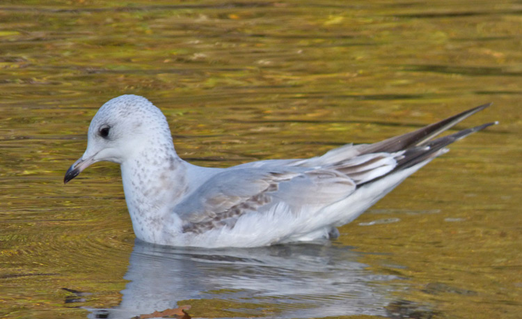 Common Gull : 1W with mixed age primaries
