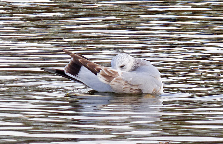 Common Gull : 1W with mixed age primaries