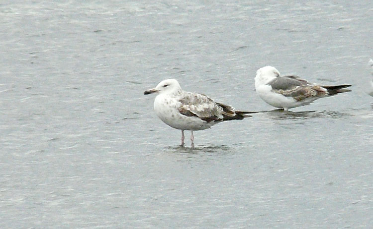 Caspian Gull, 2cy, Warks, June 2011
