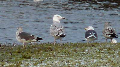 Caspian Gull, 2W, Warks, Dec 2009