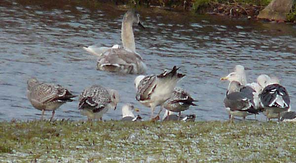 Caspian Gull, 2W, undertail, Warks, Dec 2009