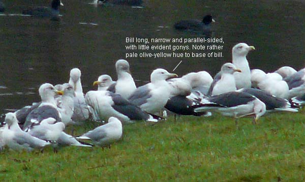 Caspian Gull, adult, Warks, Nov 2009