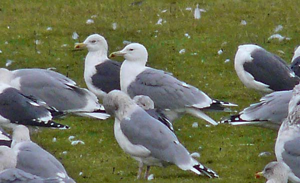 Caspian Gull Larus cachinnans, Warks, Dec 2009