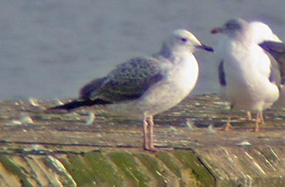 Caspian Gull, 1W, West Midlands, Dec 2005