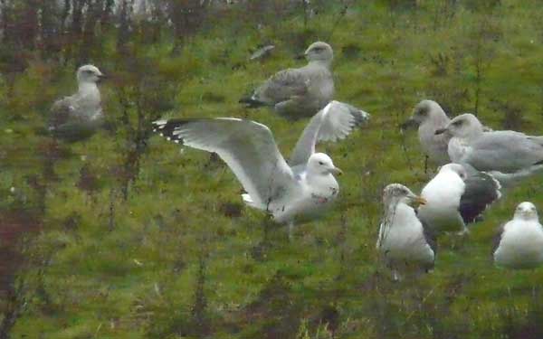 Adult Caspian Gull, Warks, Nov 2008