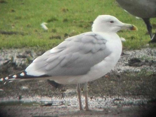 Caspian Gull, WMids, October 2006