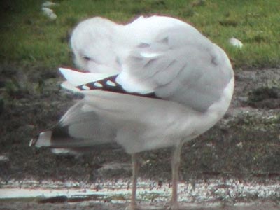 Caspian Gull, WMids, October 2006