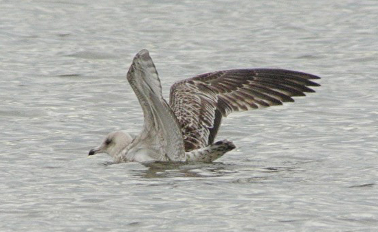Caspian Gull Larus cachinnans, juvenile, Staffs, Aug 2014
