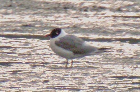 Frankin's Gull, Staffs, August 2006