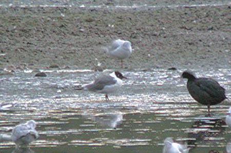 Frankin's Gull, Staffs, August 2006