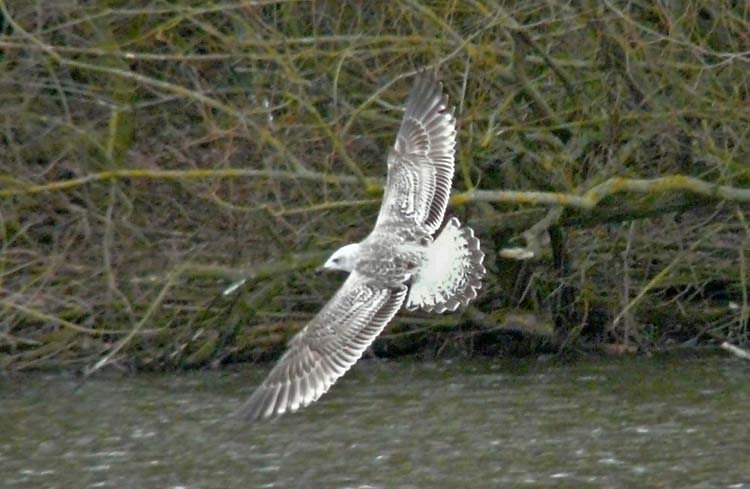 Great Black-backed Gull, 2W