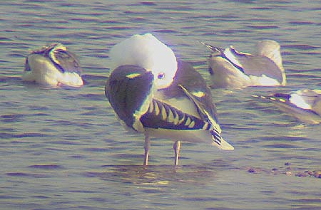 Great Black-backed Gull, preening