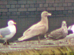 1W Glaucous Gull, West Midlands, February 2005