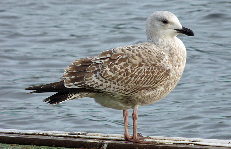 Herring Gull, 1W, West Midlands, Nov 2015