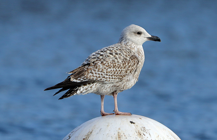 Herring Gull, 2cy (1W), Feb 2018