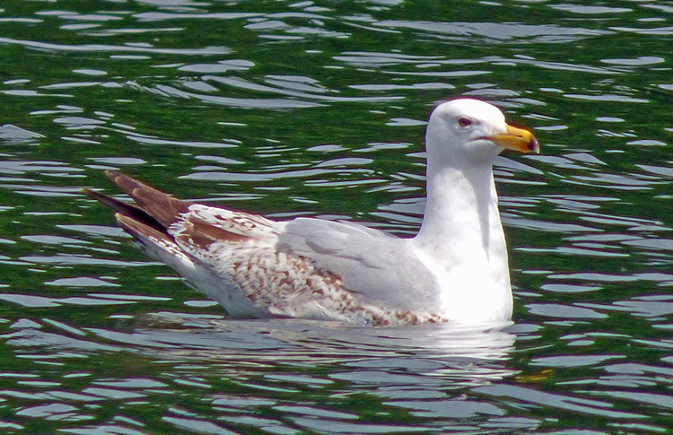 3cy (2S) Herring Gull, WMids, June 2022