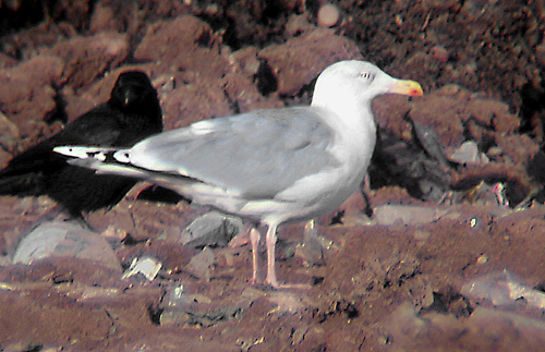 Herring Gull with extensive white in primaries