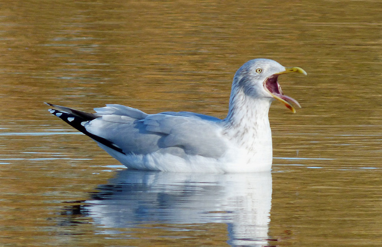 Herring Gull, adult, Warks, Dec 2025