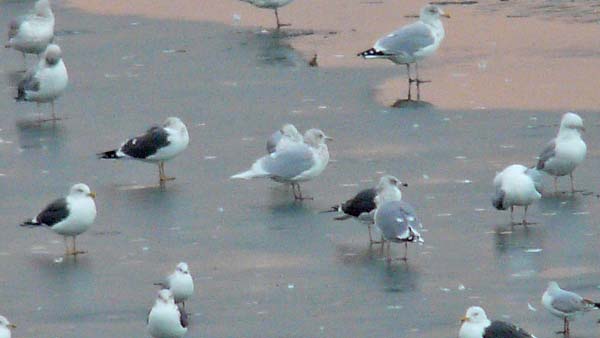 Iceland Gull, adult, West Midlands, Jan 2009