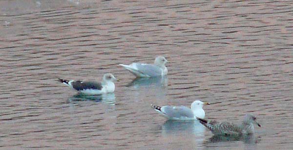 Iceland Gull, adult, West Midlands, Jan 2009