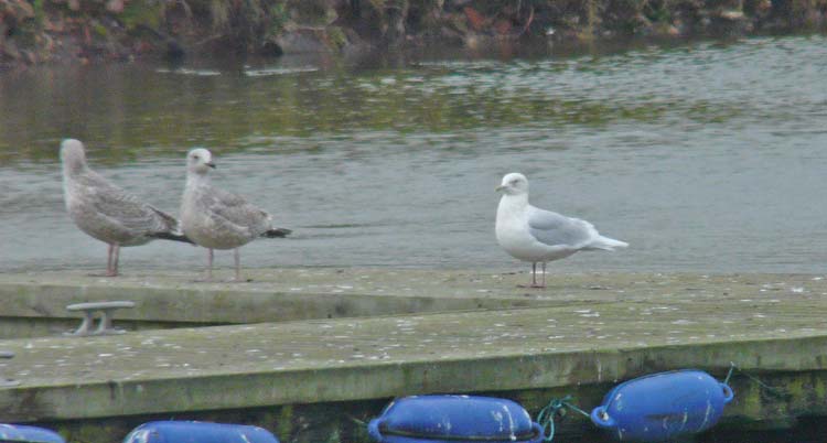 Adult Iceland Gull, Warks, Dec 2008