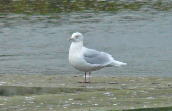 Adult Iceland Gull, Warks, Dec 2008