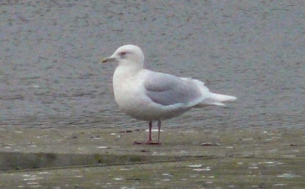 Adult Iceland Gull, Warks, Dec 2008