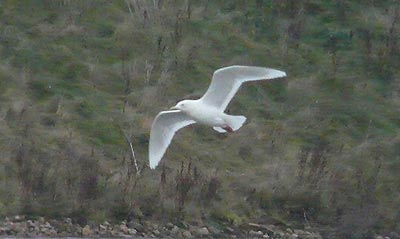 Adult Iceland Gull, Warks, Dec 2008