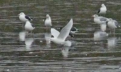 Adult Iceland Gull, Warks, Dec 2008