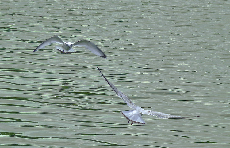 Kittiwake, juv, pursuing Black-headed Gull, West Midlands, August 2019