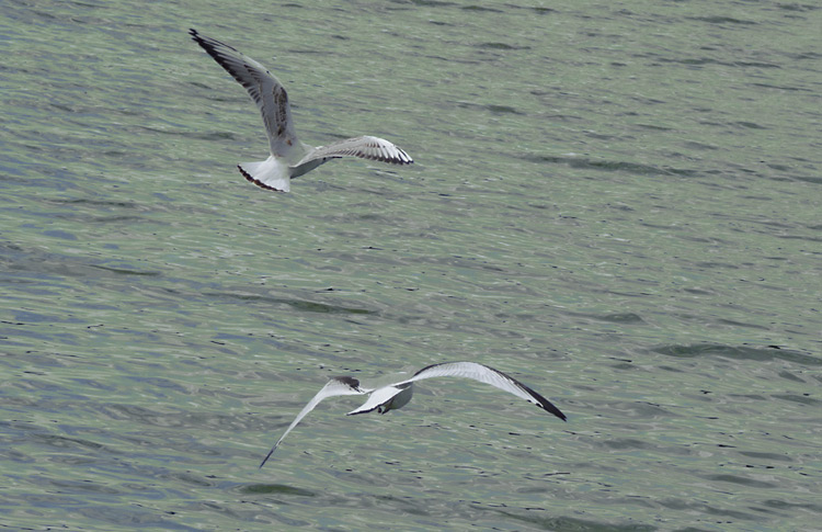 Kittiwake, juv, pursuing Black-headed Gull, West Midlands, August 2019