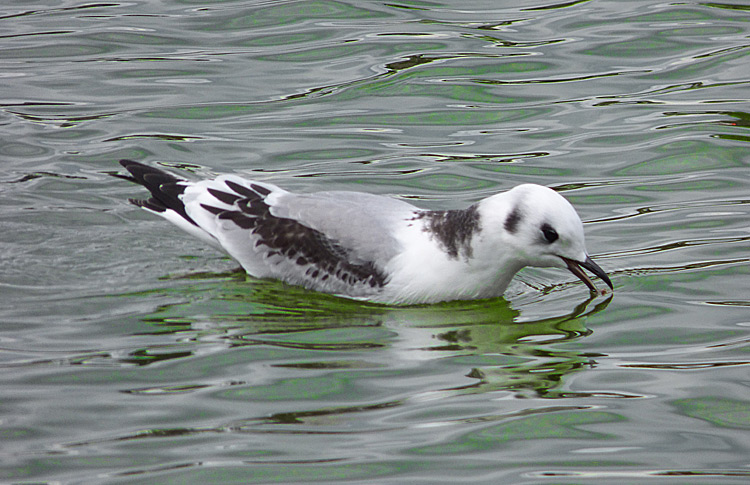 Kittiwake, juv, West Midlands, August 2019