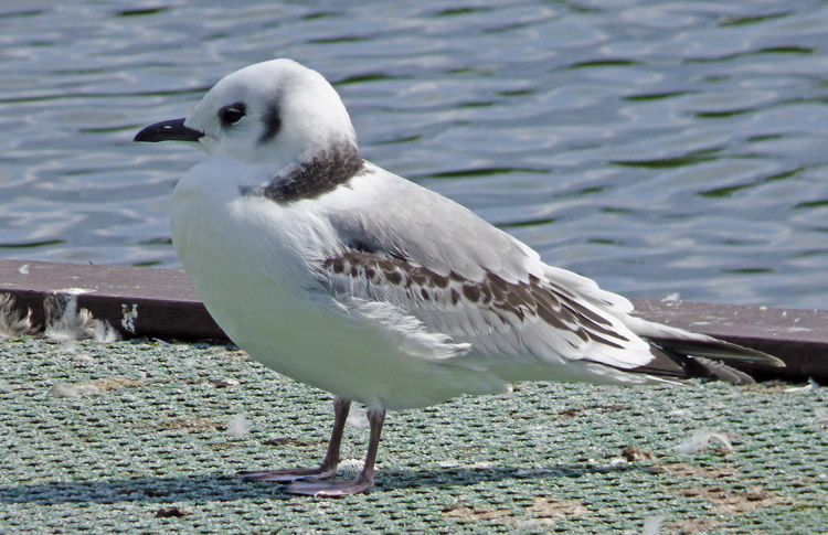 Kittiwake, juv with flesh-coloured legs, West Midlands, August 2019