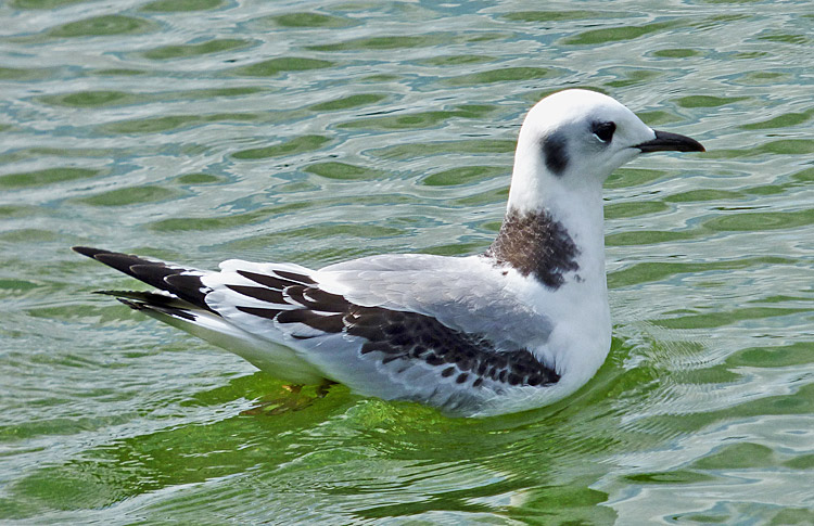 Kittiwake, juvenile, West Midlands, August 2019