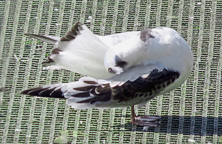 Kittiwake, juv, preening, West Midlands, August 2019