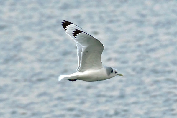 Kittiwake, West Midlands, March 2007