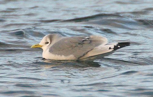 Ad winter Kittiwake, Staffs, Dec 2006
