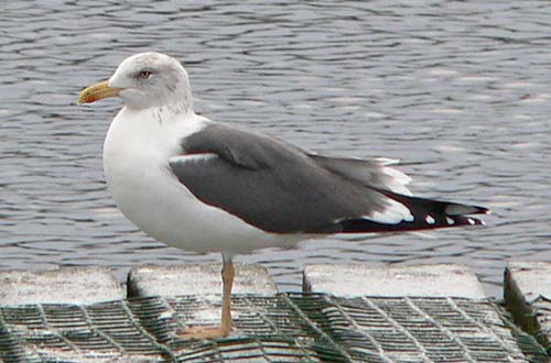 Adult graellsii, West Midlands, Dec 2005