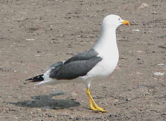 Adult graellsii, West Midlands, April 2005