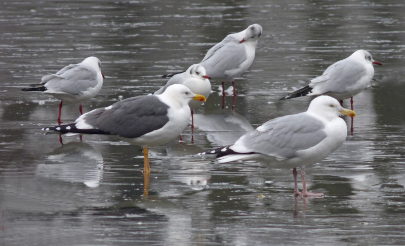 Adult LBB Gull c.f. adult Herring Gull