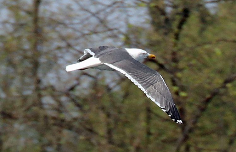 Lesser Black-backed Gull, adult graellsii