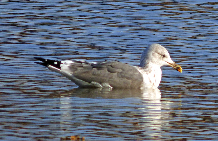 LBB Gull, probably third winter, Warks, Nov. 2023