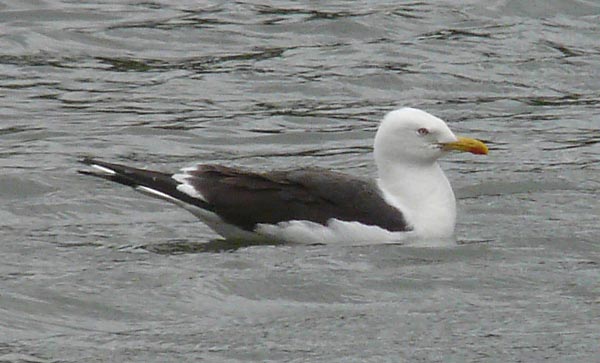 Lesser Black-backed Gull, adult intermedius