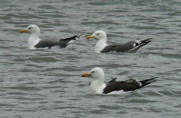 Lesser Black-backed Gull, adult intermedius