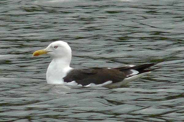 Lesser Black-backed Gull, adult intermedius, WMids, Aug 2010