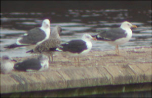Lesser Black-backed Gull, adult intermedius