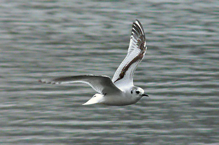 First-summer Little Gull, WMids, May 2012