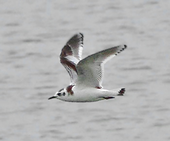 Little Gull, juv to 1W, Warks, Sept 2007