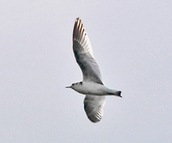Little Gull, juv to 1W, Warks, Sept 2007