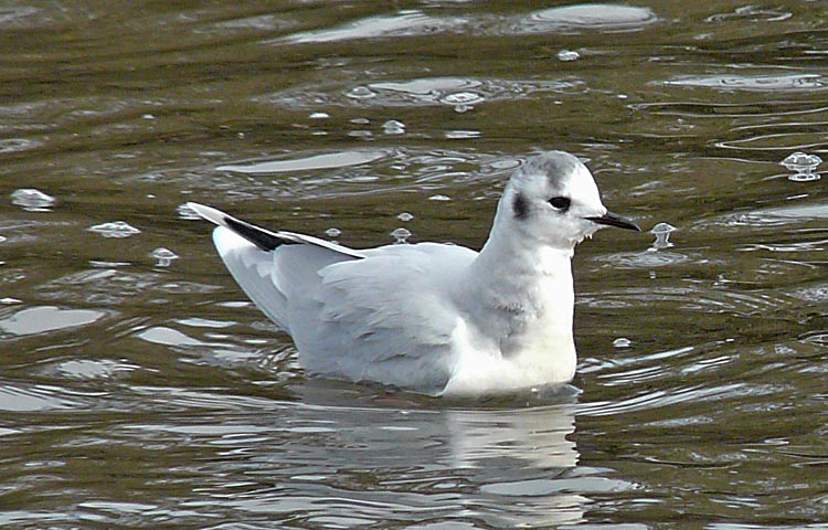Little Gull, adult winter, Warks, March 2013